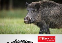 മുള്ളന്പന്നി റോഡിന് കുറുകെ ചാടി ഓട്ടോറിക്ഷ മറിഞ്ഞ് ഡ്രൈവർക്ക് ദാരുണാന്ത്യം; ഭാര്യയ്ക്ക് പരിക്ക്, സംഭവം കോഴിക്കോട്