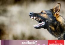 തൃശ്ശൂർ മാളയില് ജനങ്ങളെ ആക്രമിച്ച തെരുവുനായയ്ക്ക് പേവിഷബാധ സ്ഥിരീകരിച്ചു; ജാഗ്രതാ നിര്ദ്ദേശവുമായി ആരോഗ്യവകുപ്പ്