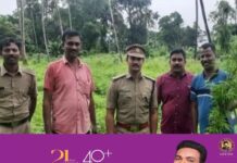 കാടുകയറിക്കിടന്ന പുരയിടത്തിൽ കഞ്ചാവ് കൃഷി; കണ്ടെത്തി നശിപ്പിച്ച് എക്സൈസ് സംഘം