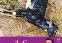 കുറവിലങ്ങാട് ഇലയ്ക്കാട് മേഖലയിൽ തെരുവ് നായ ശല്യം രൂക്ഷമായി:കഴിഞ്ഞ ദിവസം ആടിനെ തെരുവ് നായ കടിച്ചു കൊന്നു.