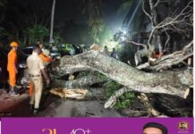 കോട്ടയം മെഡിക്കല് കോളേജ് ആശുപത്രി കോമ്പൗണ്ടില് വൻമരം കടപുഴകി വീണു: ഫയർഫോഴ്സ് എത്തി മുറിച്ചു മാറ്റി.