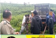 കടുവ ഭീതി ഒഴിയാതെ അരക്കണൽ; പ്രദേശത്ത് കടുവയെ പിടികൂടാൻ കൂട് സ്ഥാപിച്ചു; 18 ക്യാമറകളും സ്ഥാപിച്ചു