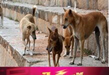 ആലപ്പുഴയിൽ വീട്ടുമുറ്റത്ത് കളിച്ചുകൊണ്ടിരുന്ന അഞ്ചുവയസ്സുകാരന് തെരുവ് നായയുടെ കടിയേറ്റു