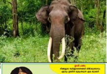 മലപ്പുറത്ത് പ്ലാന്റേഷൻ ജോലിക്ക് പോകുന്നതിനിടെ കാട്ടാന ആക്രമണം; വയോധികയ്ക്ക് പരിക്ക്