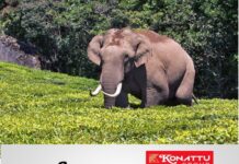 മൂന്നാറിലെ ജനവാസ മേഖലയിൽ വീണ്ടുമിറങ്ങി പടയപ്പ;ഭീതിയിൽ പ്രദേശവാസികൾ; മാട്ടുപ്പെട്ടി അരുവിക്കാട് ഡിവിഷനിലെ വാഴക്കൃഷി നശിപ്പിച്ച പടയപ്പ പ്രദേശത്ത് നിന്ന് പിന്മാറി
