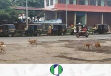 എരുമേലി കെഎസ്ആർടിസി സ്റ്റാൻഡിൽ സഹോദരങ്ങളെ തെരുവുനായ ആക്രമിച്ചു; തെരുവുനായ ശല്യം രൂക്ഷമെന്ന് നാട്ടുകാർ